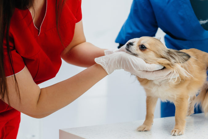 dog flea treatment